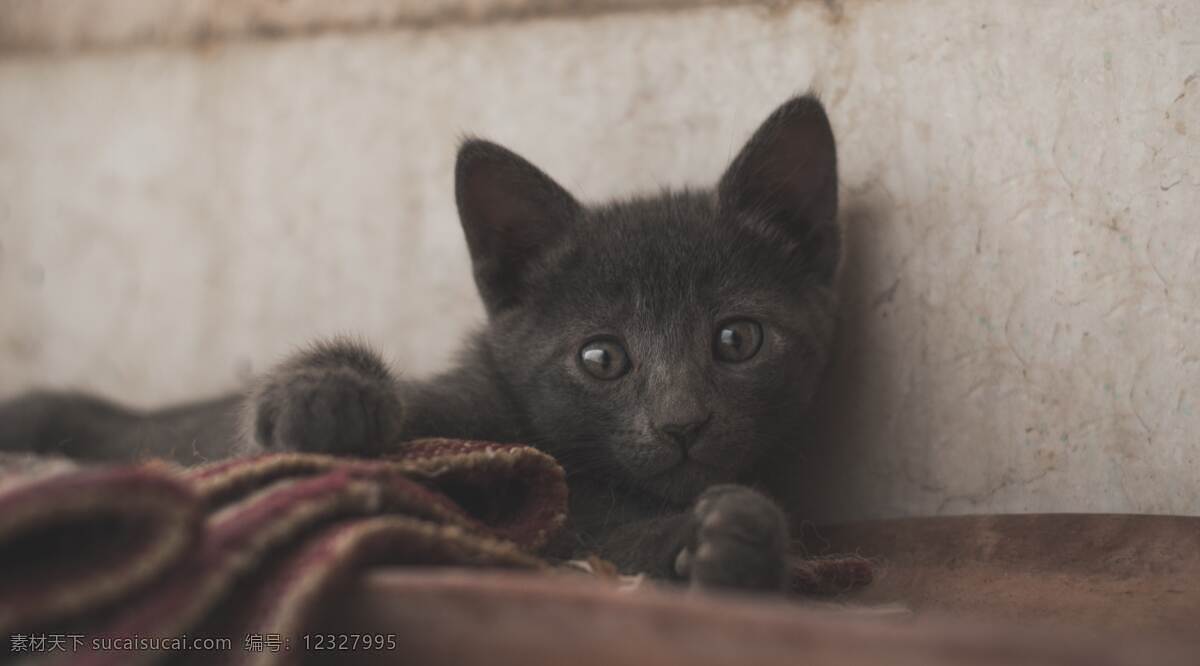 沙发 白猫 黑猫 花猫 喵星人 宠物猫 动物 壁纸 居家宠物 萌宠 可爱 生物世界 家禽家畜