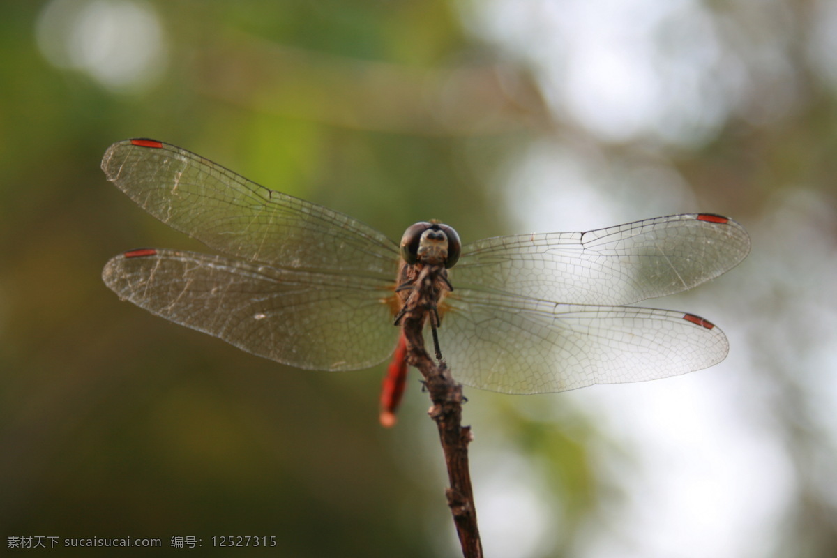 秋天 蜻蜓 翅膀 枯枝 昆虫 生物世界 微距 秋天的蜻蜓 正面 psd源文件