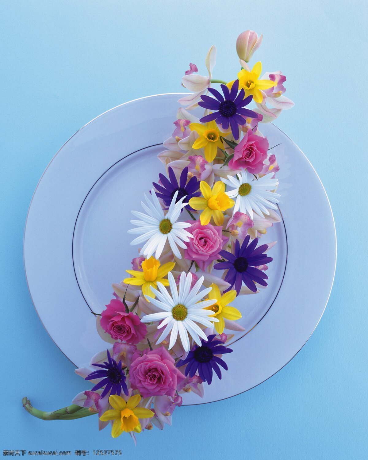 花艺 大餐 花朵 花饰 盘子 郁金香 紫罗兰 花艺大餐 稚菊 生物世界