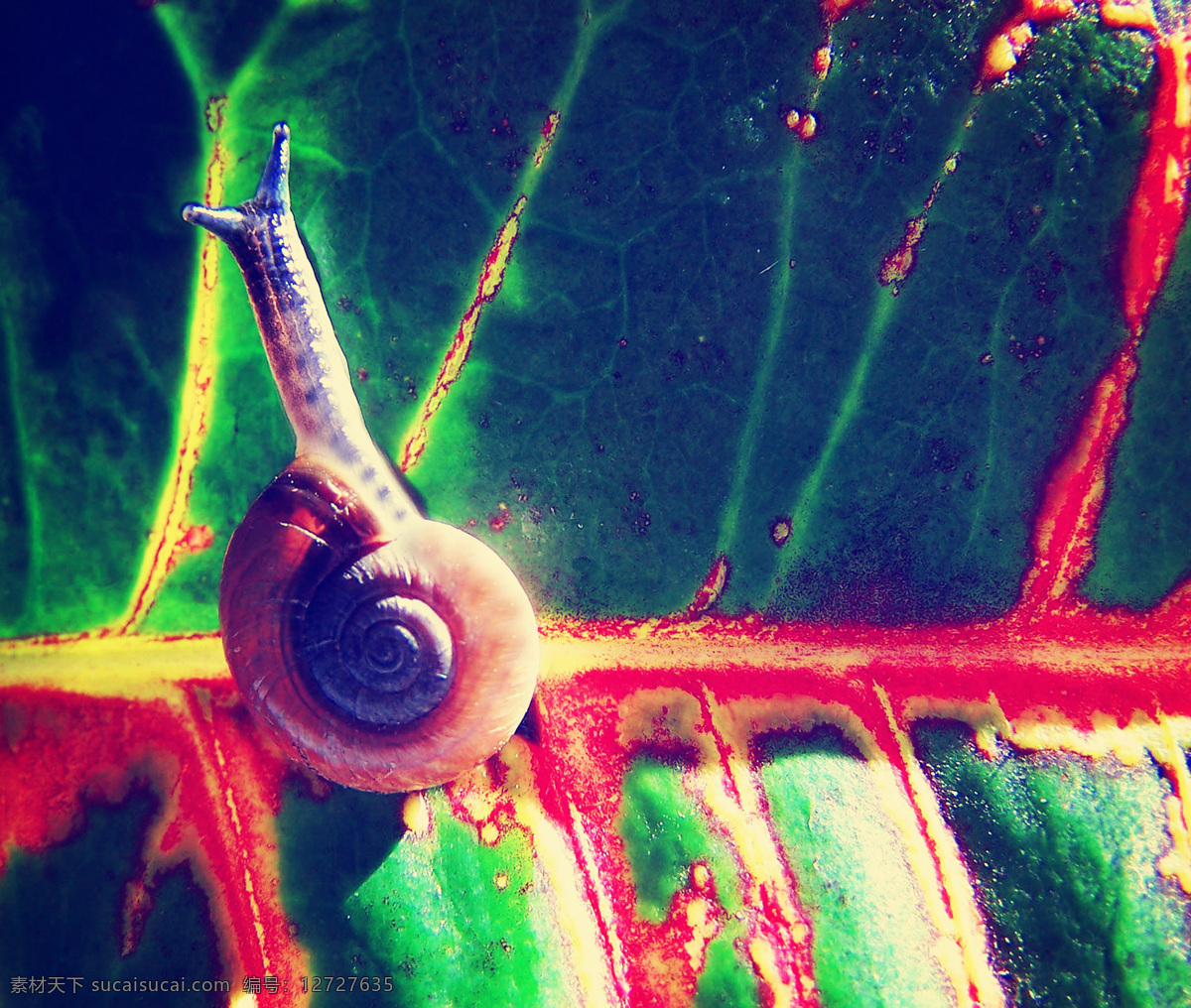 显微镜 下 树叶 上 蜗牛 动物 其他类别 生活百科