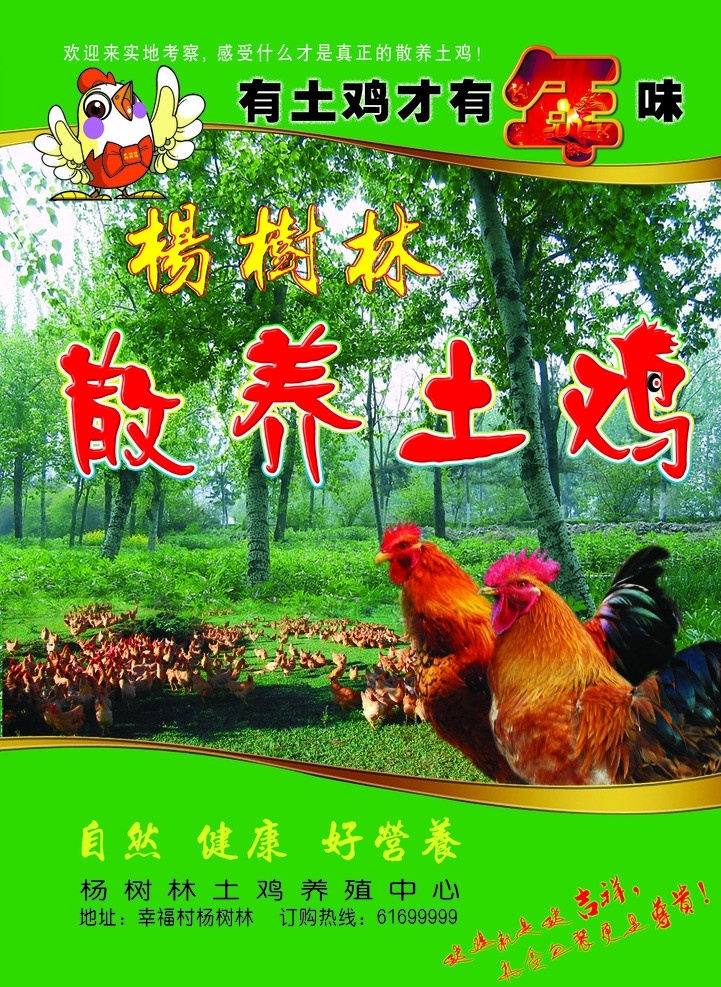杨树林 散养 土鸡 卡通鸡 大公鸡 红公鸡 自然 健康 营养 养殖 柴鸡 分层 源文件