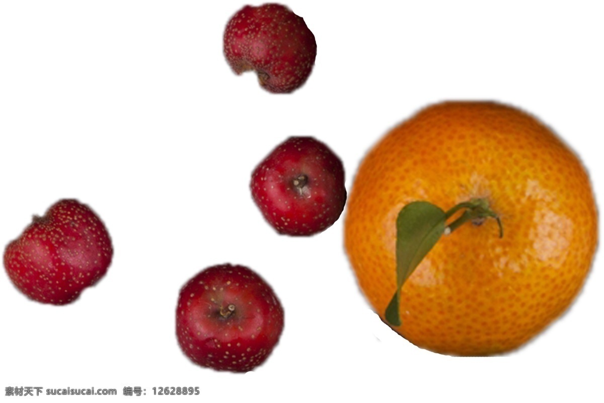四 山楂 一个 橘子 四个 甘甜 好吃 绿色 安全 野生 橘子树 成长 植物 美丽 水果 水分足