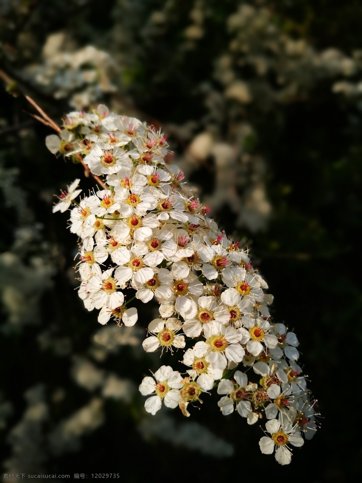 花开一簌 花儿 白花 小花团 宁静 自然 微距 生物世界 花草