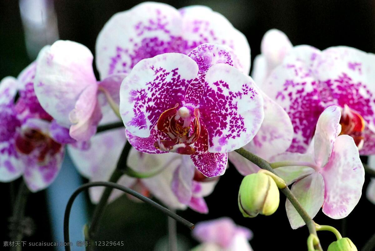 唯美 鲜艳 蝴蝶兰 花卉 花朵 花草 植物 鲜花