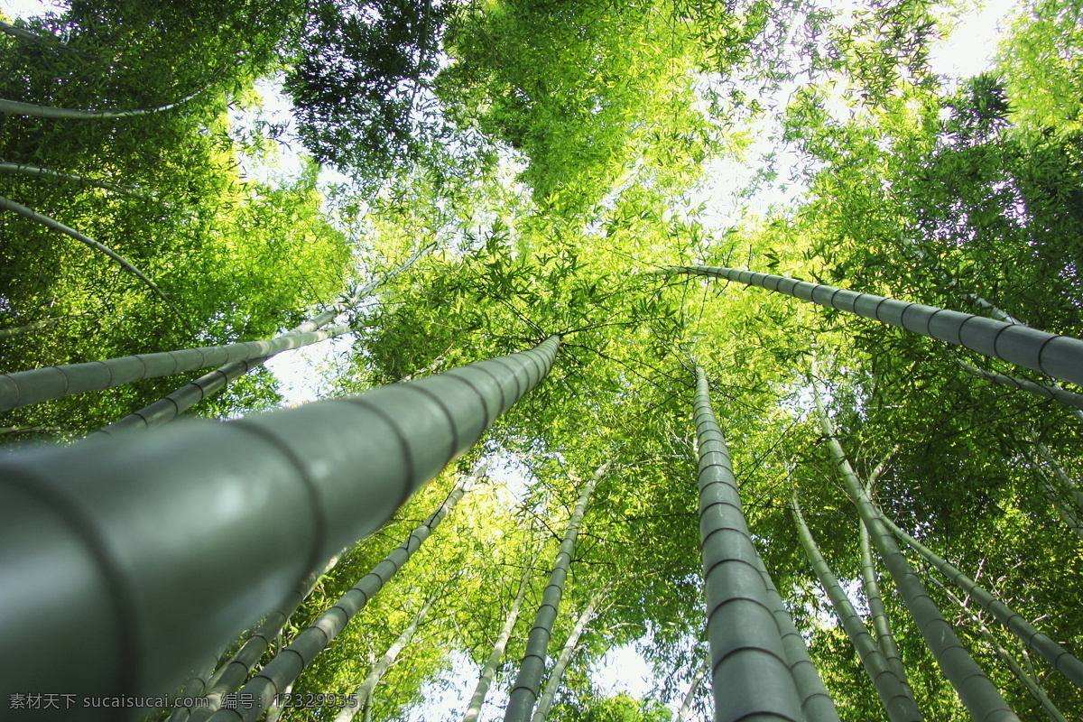 竹林风景摄影 绿竹 竹林风景 竹子 美丽竹林景色 美丽风景 自然美景 自然风景 自然景观 黑色