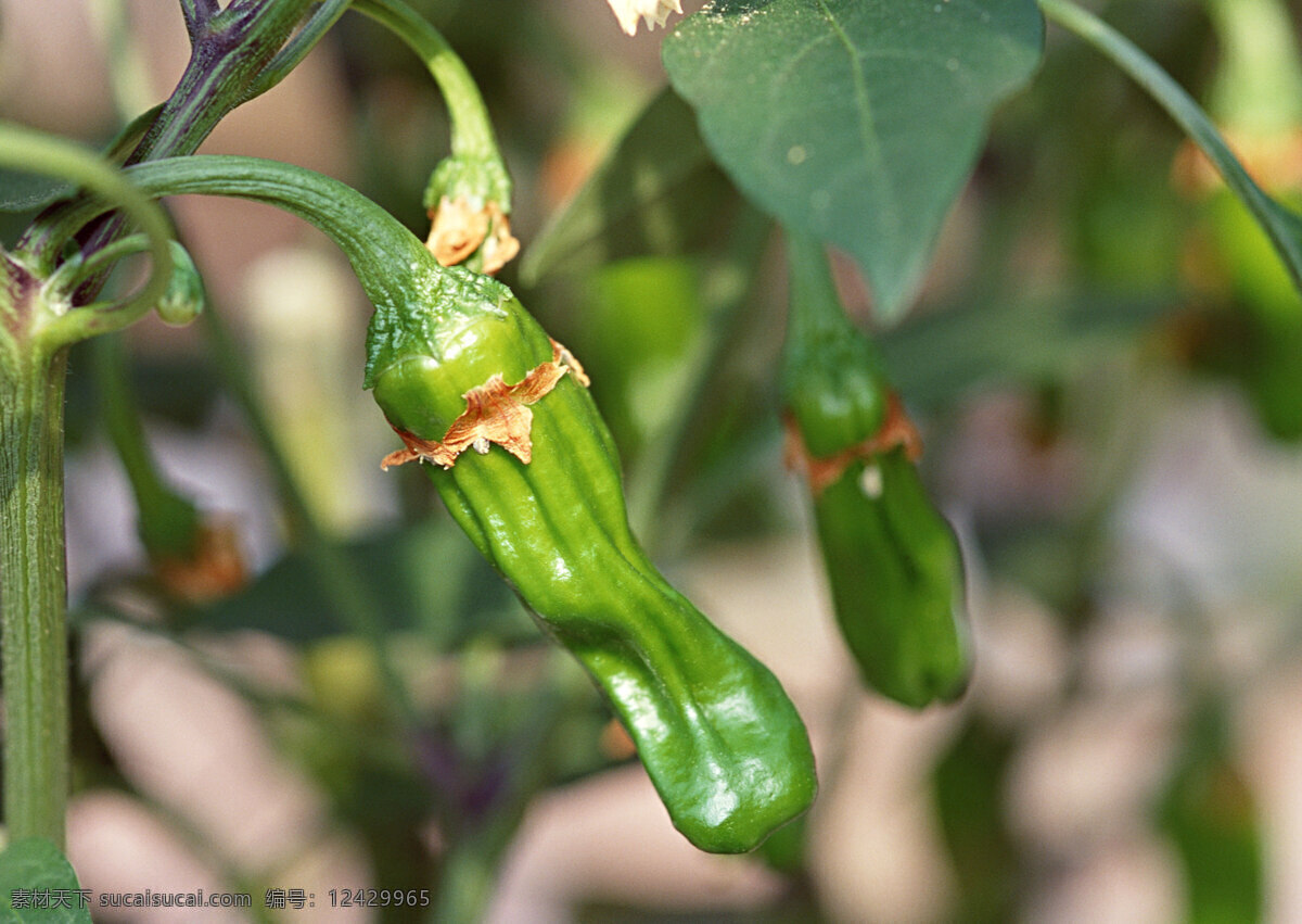 未成熟的辣椒 食物 蔬果 丰收 收获 新鲜 辣椒 未成熟 水果蔬菜 餐饮美食 绿色