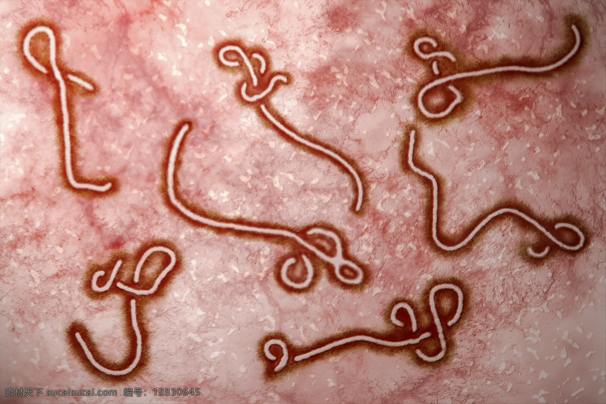显微镜 下 埃博拉 病毒 埃博拉病毒 伊波拉病毒 人体病毒 医疗主题 医疗护理 现代科技