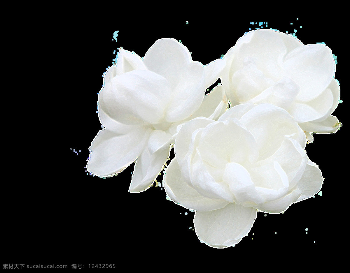 洁白 花卉 透明 简约 透明素材 设计素材 淘宝素材 海报设计装饰 装饰图案 抠图专用 装饰