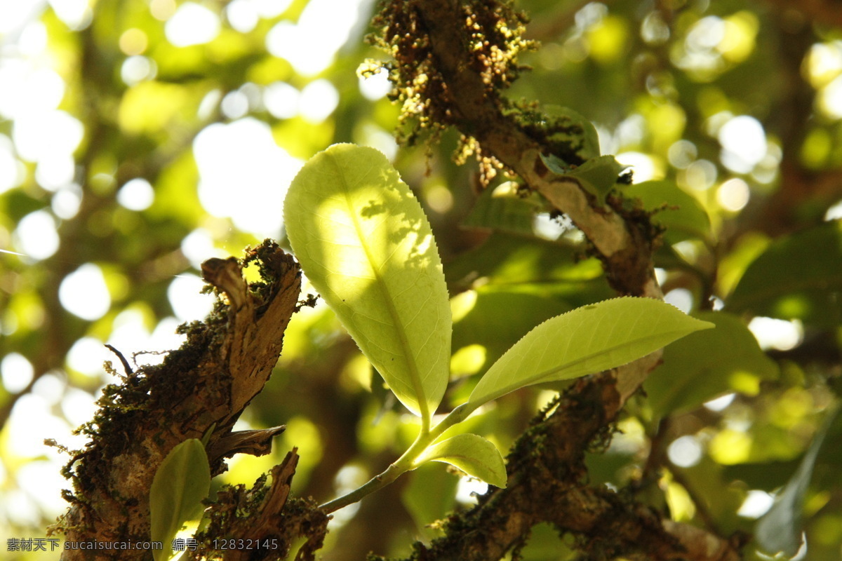 普洱茶树叶 普洱茶 树叶 普洱 茶树 古茶树 茶叶 古树茶 树木树叶 老曼峨 茶山 生物世界