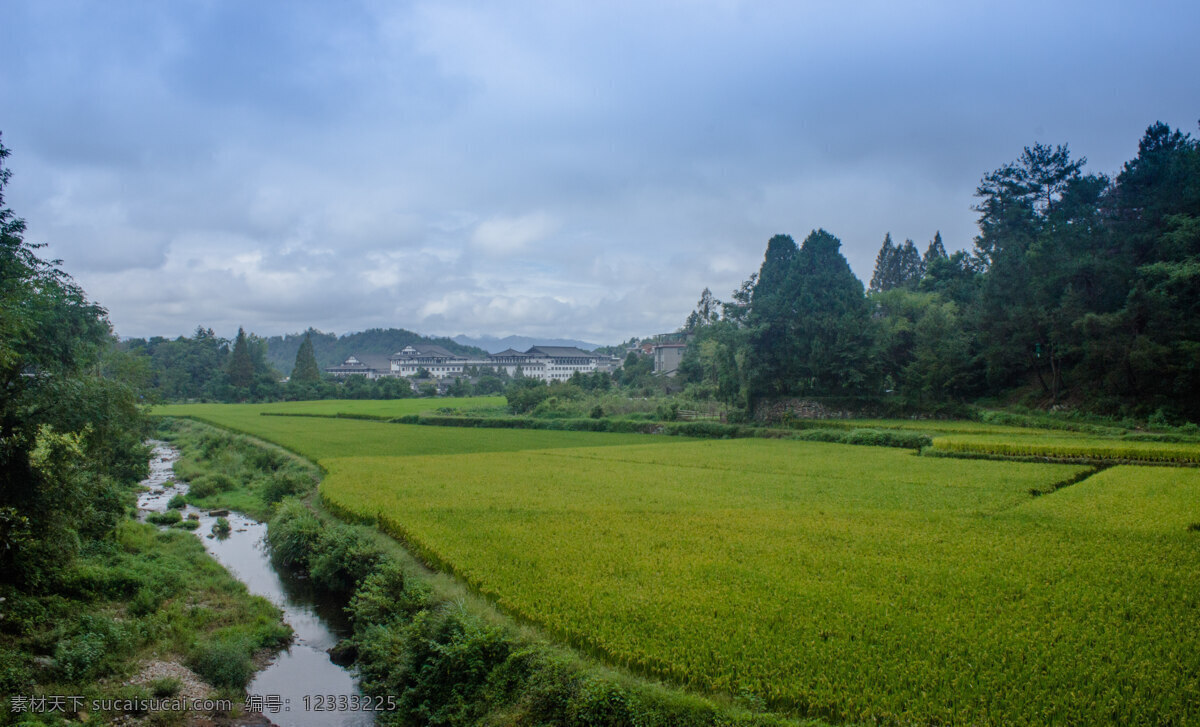 稻田 国清讲寺 国清寺 天台 台州 浙江 隋代古寺 水稻 摄影练习 自然景观 山水风景