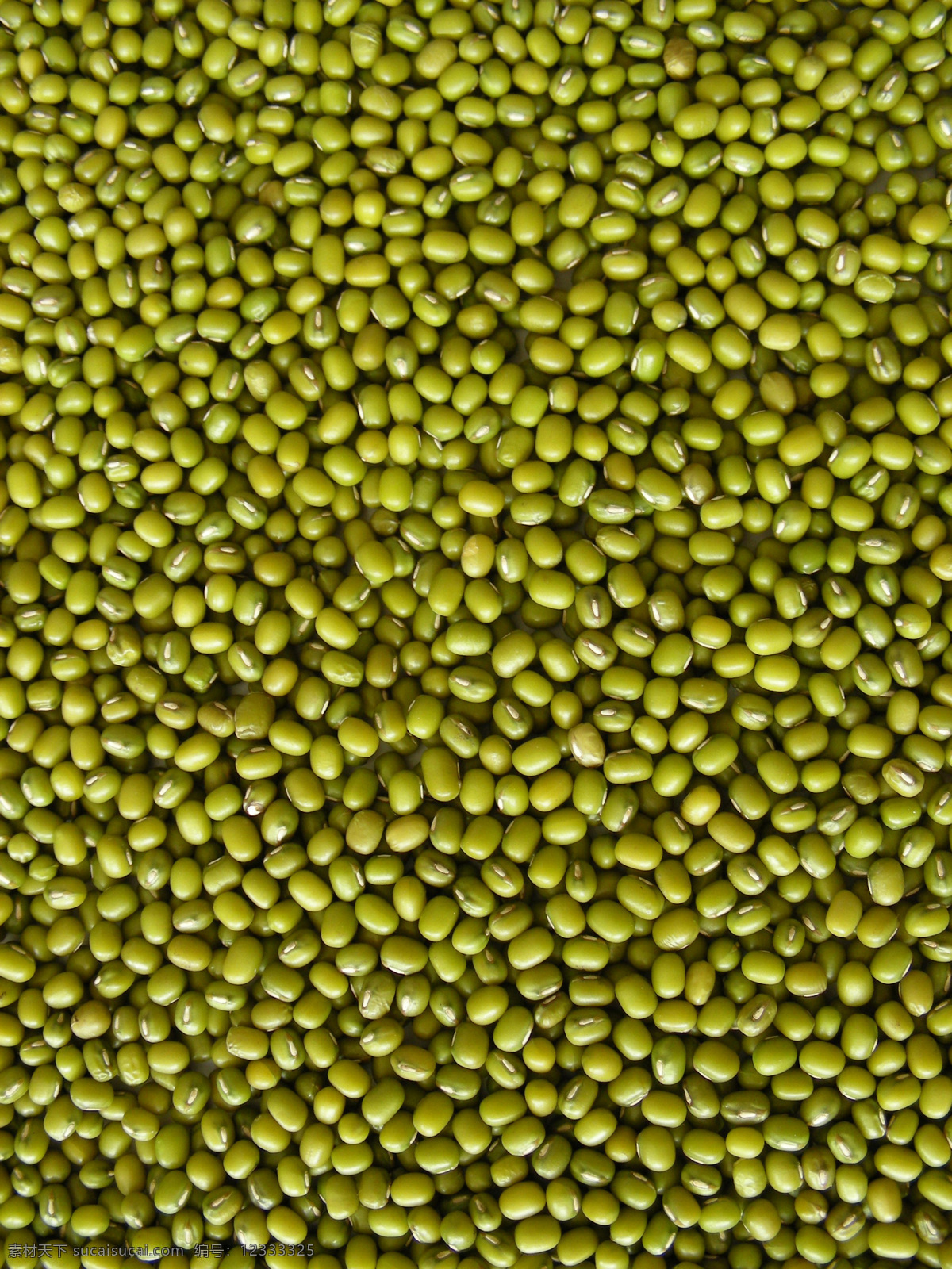 绿豆 绿豆　蔬菜 生物世界 蔬菜 摄影图库 300