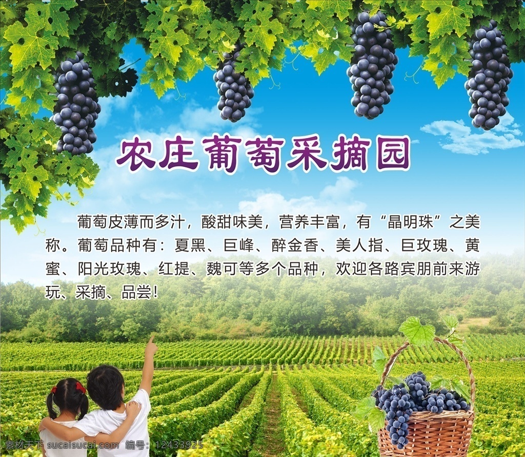 葡萄 采摘 喷绘 农庄 海报