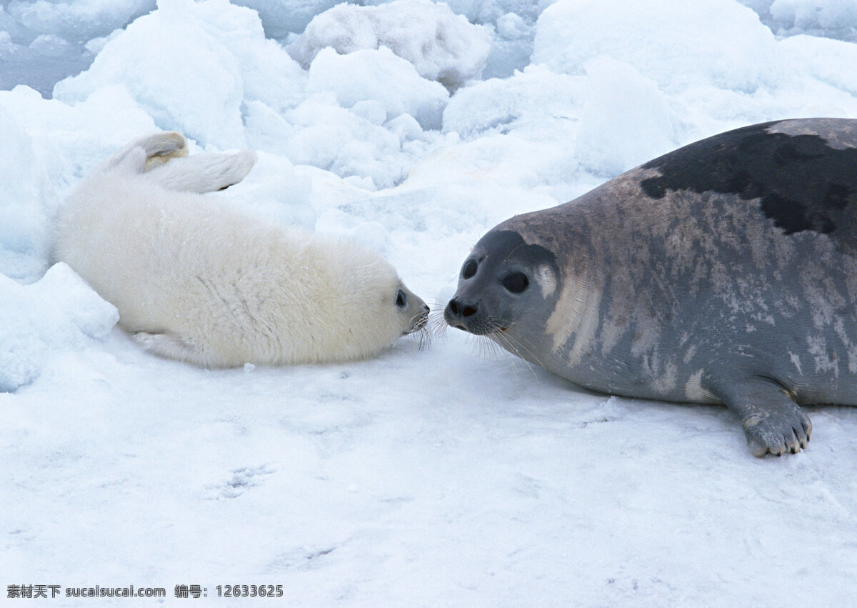 冰川 上 海豹 动物世界 生物世界 南极 水中生物