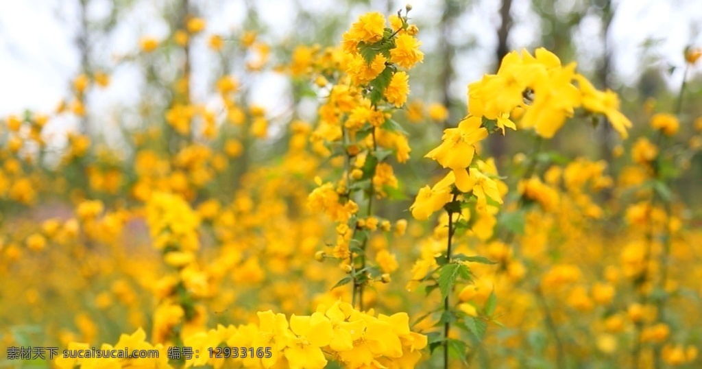 黄色花 花 花实拍 实拍视频 高清视频 花草 植物 黄色 外景 外景实拍 多媒体 动物植物 mov