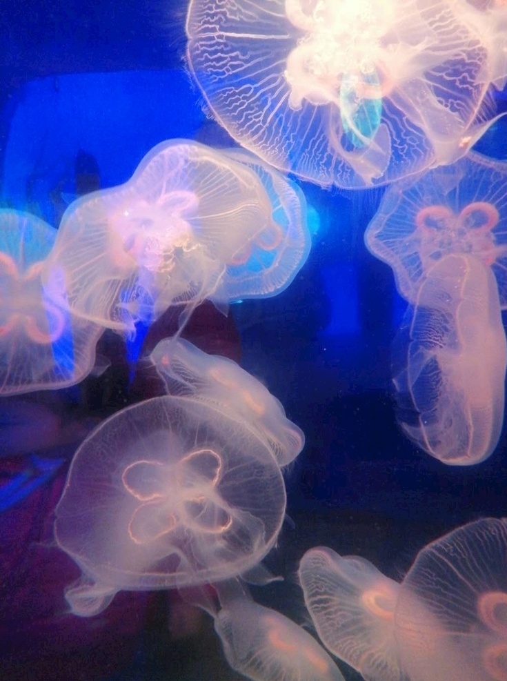 海洋生物 水母 蓝色 梦幻 赤月月光水母 生物世界