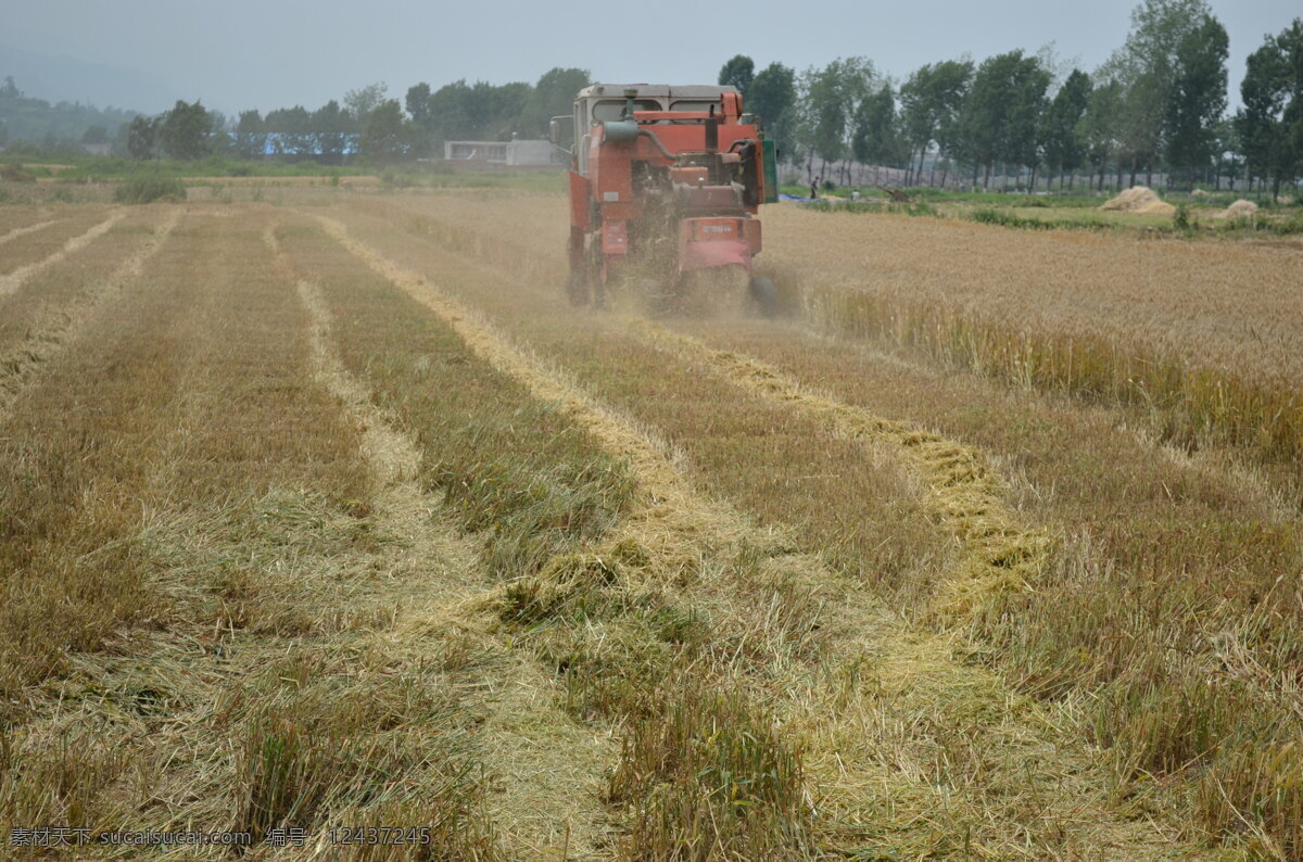 夏收 收割机 收割 小麦 成熟 土地 天空 晴天 树木 人 秸杆 农业生产 现代科技