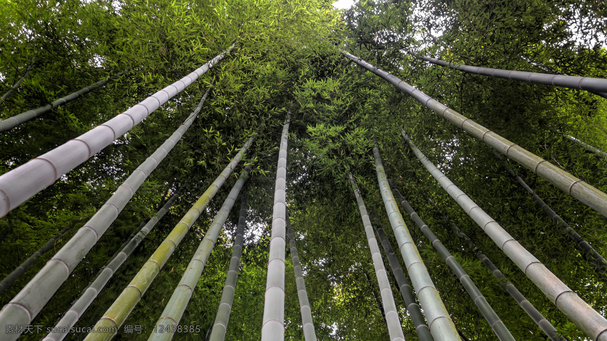 竹林风光摄影 风光摄影 风景 唯美风景 大自然 国家森林公园 生态 竹林 竹子 生物世界 树木树叶