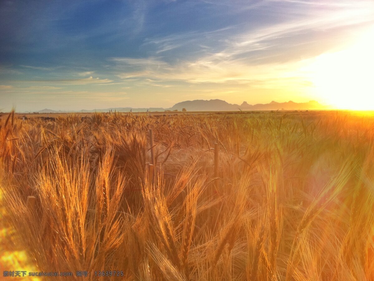 金黄麦田 麦田 秋收季节 收成 小麦 麦地 小麦成熟 麦田蓝天 麦穗阳光 摄影图片 现代科技 农业生产