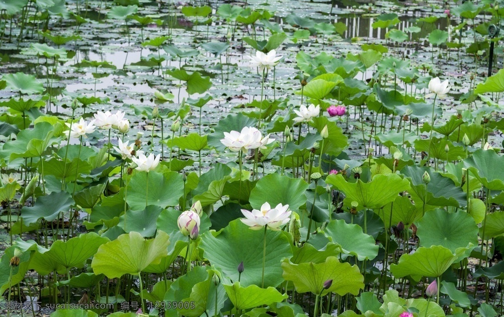 荷塘图片 荷花 荷叶 荷花池 莲花 水芙蓉 藕花 芙蕖 泽芝 白莲花 公园荷塘 白荷花 生物世界 花草