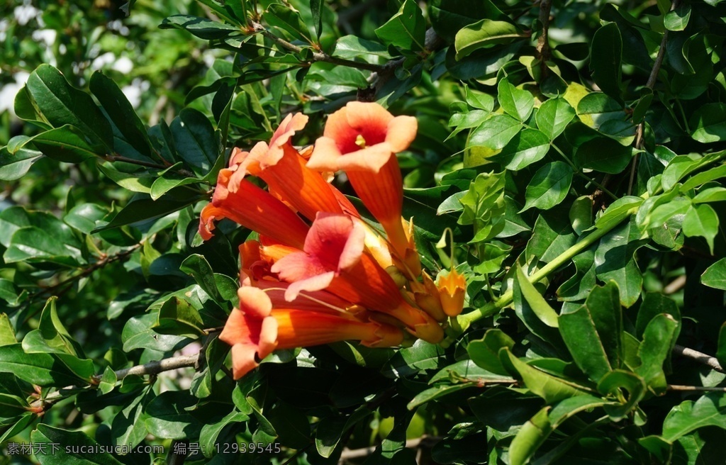 野外 牵牛花 牵牛 花摄 影图 景色 花朵 绿叶 喇叭花 牵牛花壁纸 美丽牵牛花 牵牛花摄影 喇叭花摄影 牵牛花图片 喇叭花图片 牵牛花照片 喇叭花照片 牵牛花特写 喇叭花特写 牵牛花素材 喇叭花素材 牵牛花高清 喇叭花高清 野外牵牛花 野外喇叭花 生物世界 花草