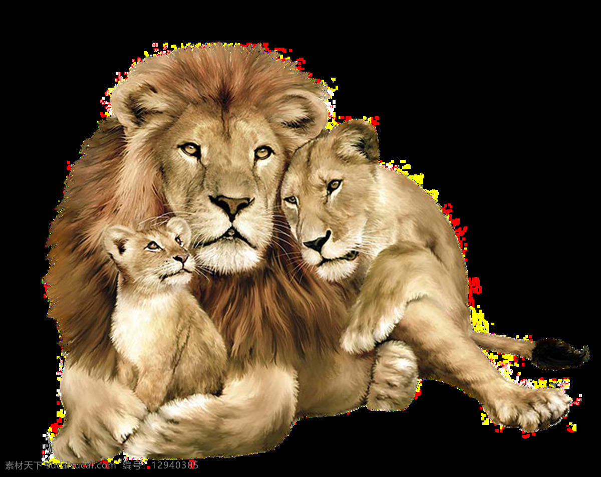 狮子图片 狮子 公狮 母狮 狮 小狮子 大狮子 狻猊 非洲狮 png图 透明图 免扣图 透明背景 透明底 抠图 生物世界 野生动物