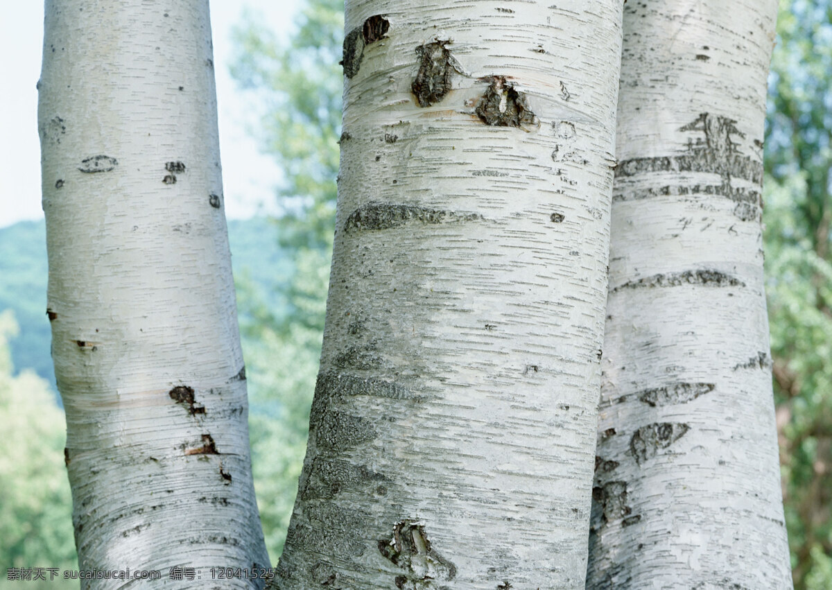 白桦树树干 白桦树 桦树 树皮 树干 树木 材质 贴图 纹理 花草植物树木 生物世界 树木树叶