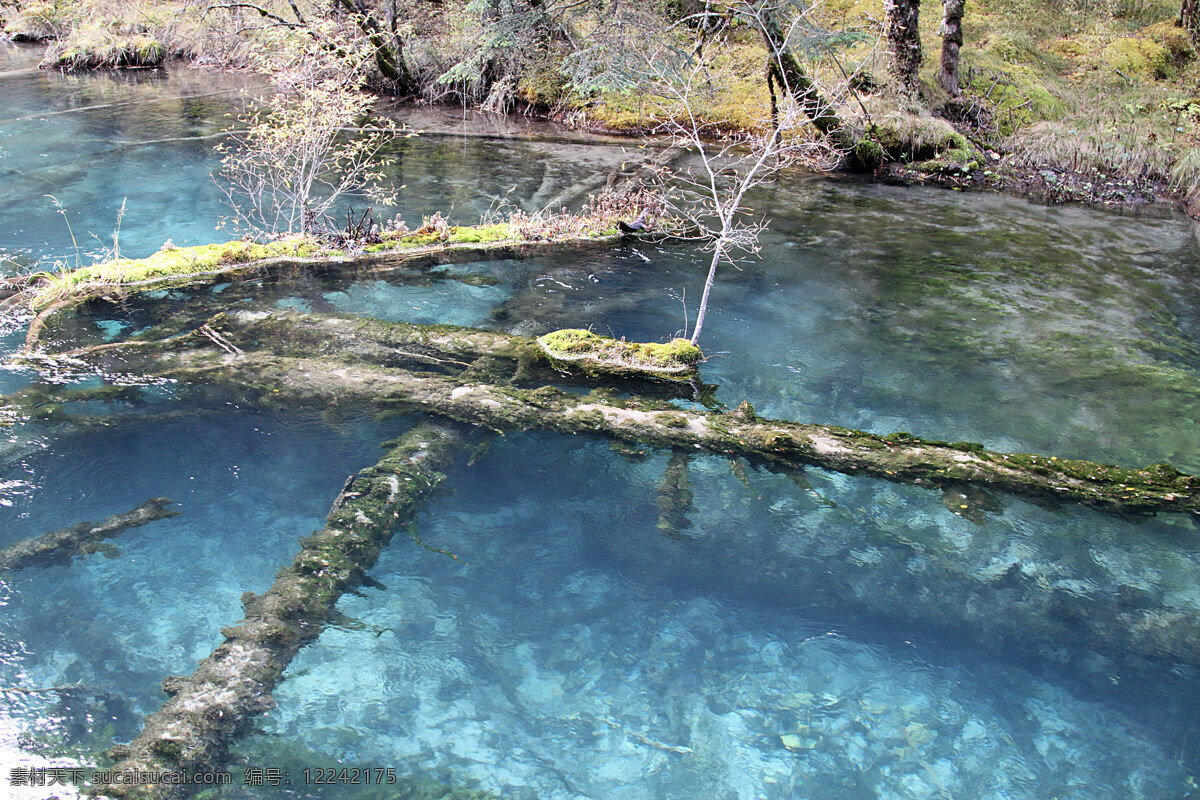 九寨沟水景 九寨沟 蓝色 水 清澈 秋天 九寨沟秋色 自然风景 旅游摄影