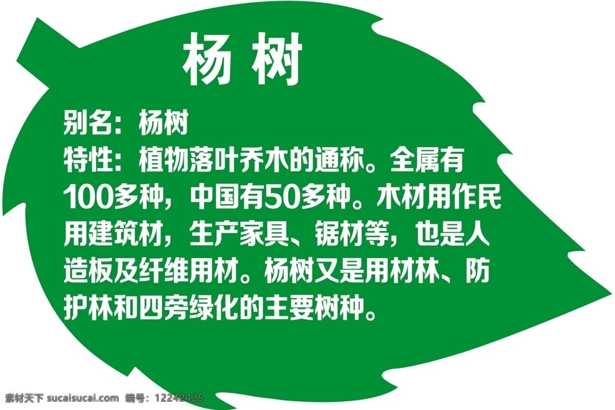 树叶形状 植物简介 树木简介 绿色 杨树 分层