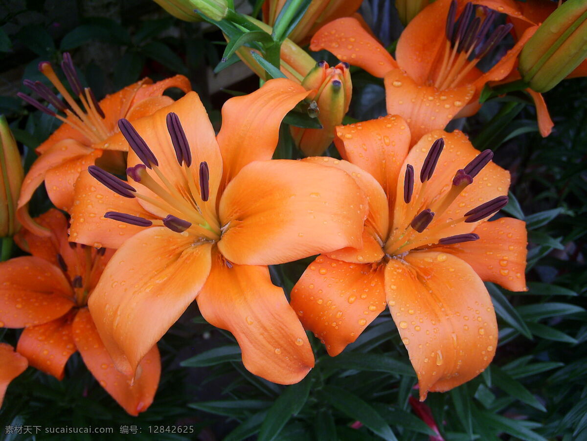 橙色百合花 百合花 橙色 鲜花 绿叶 植物 花卉 花蕊 微距摄影 生物世界 微距花卉 花草