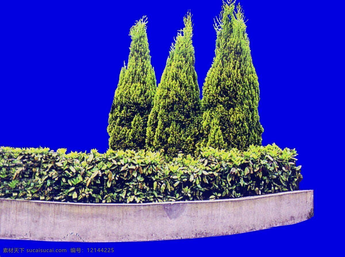 松柏 贴图素材 建筑装饰 设计素材 植物 蓝色