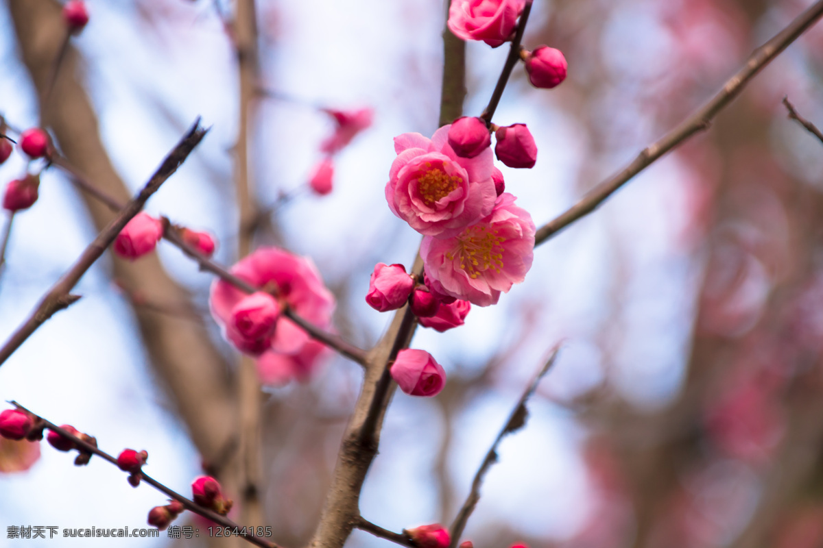 春季 唯美 粉色 梅花 海报 背景 梅花海报背景 花 花朵 树枝 粉色梅花 梅枝条