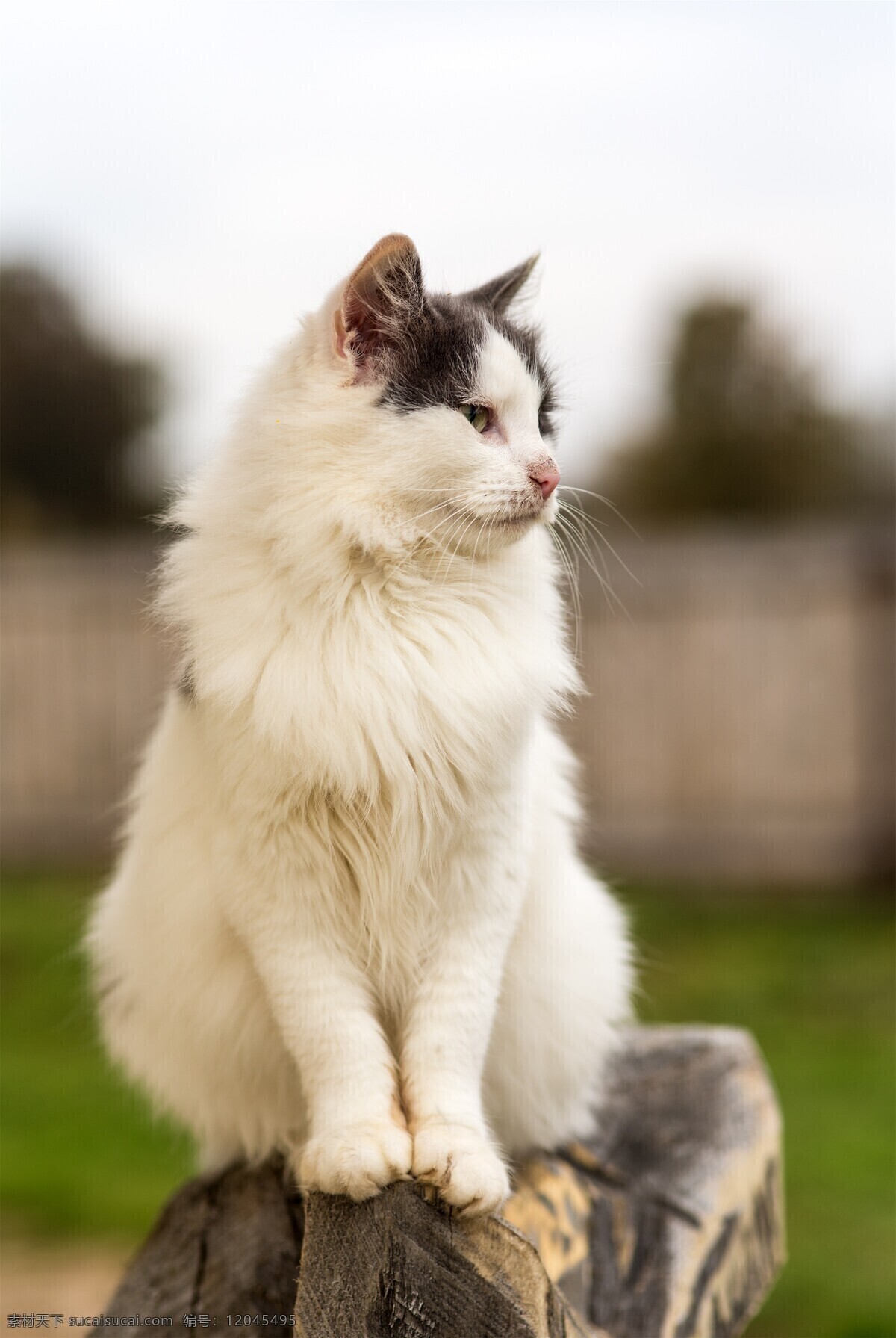 宠物猫图片 喵 猫咪 宠物 萌宠 家猫 动物 可爱 萌猫 小猫 宠物猫 喵星人 可爱的动物 生物世界 家禽家畜