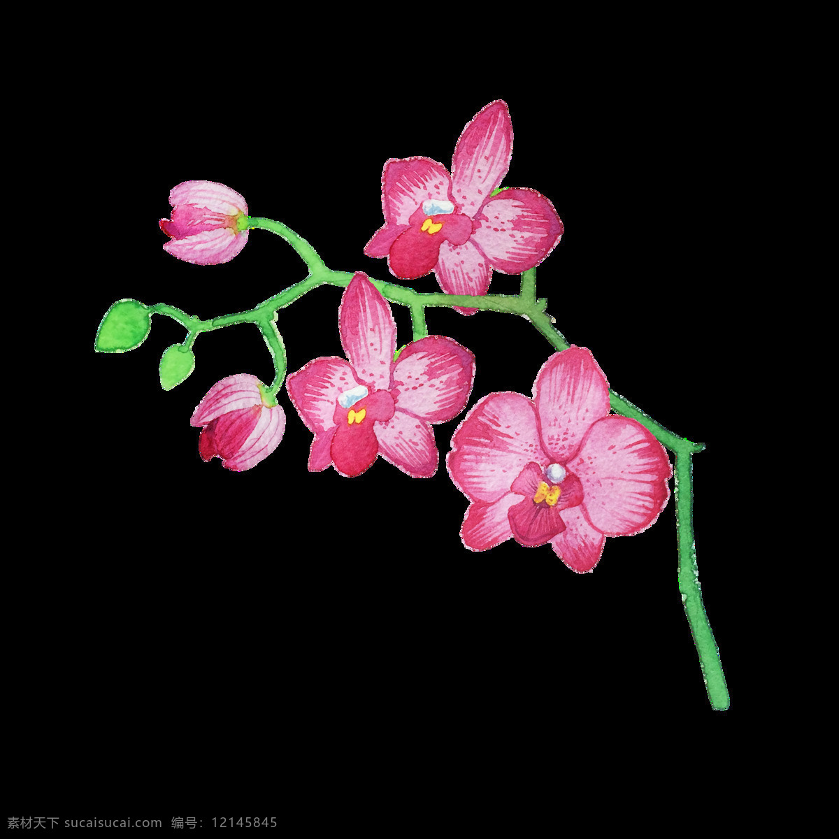 粉色 花卉 透明 装饰 卡通 盛开 植物 抠图专用 设计素材