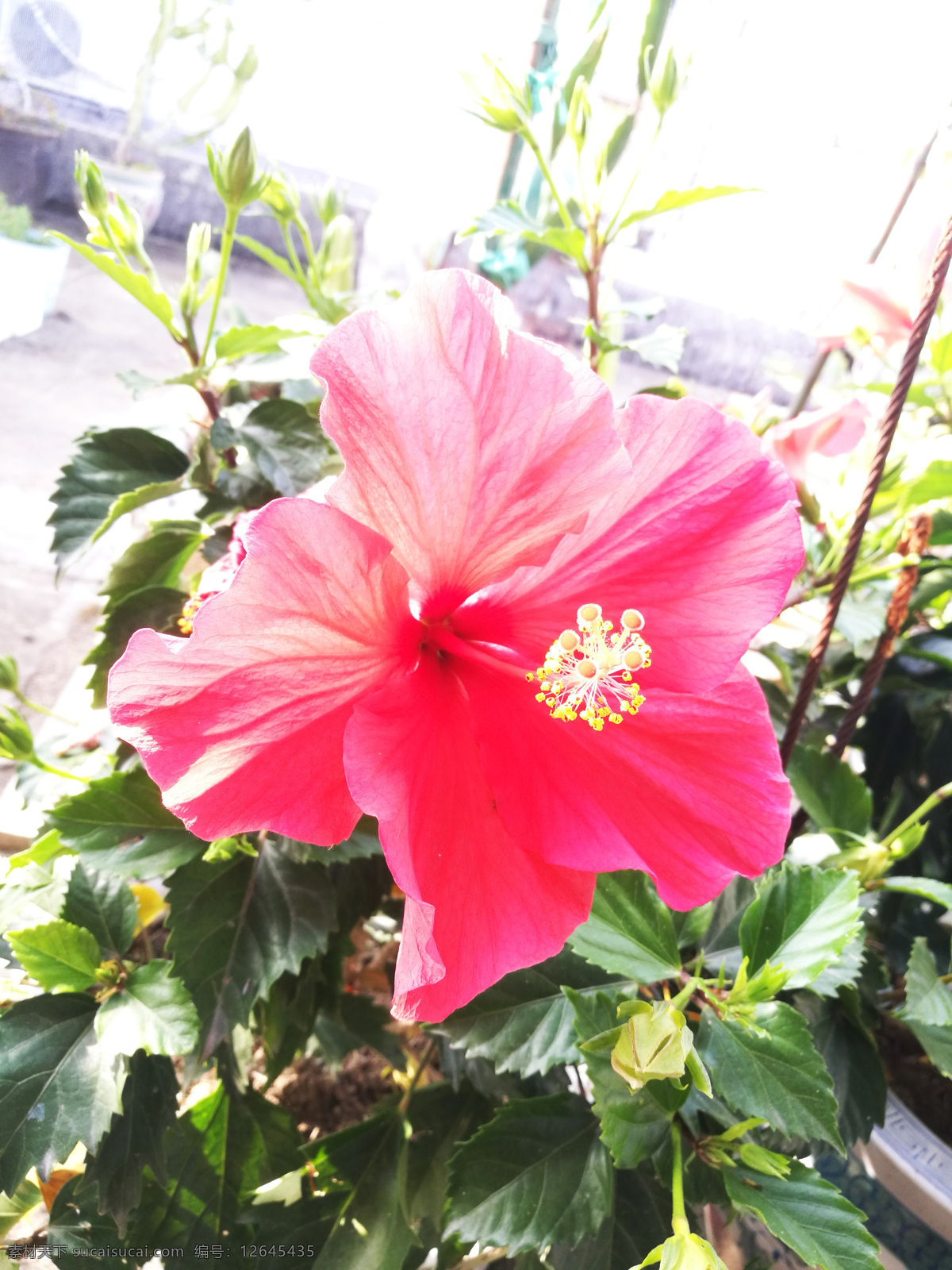 花卉 自然景观 自然风景红花 鲜艳 鲜红 美丽 红色 花蕊 生物世界 花草 田园风光