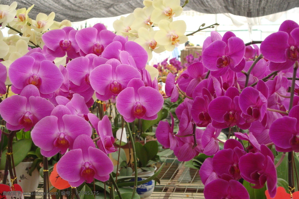 粉红色 鲜花 鲜花背景 鲜花花朵 鲜花花束图片 鲜花图片 粉红色的鲜花 鲜花特写 风景 生活 旅游餐饮