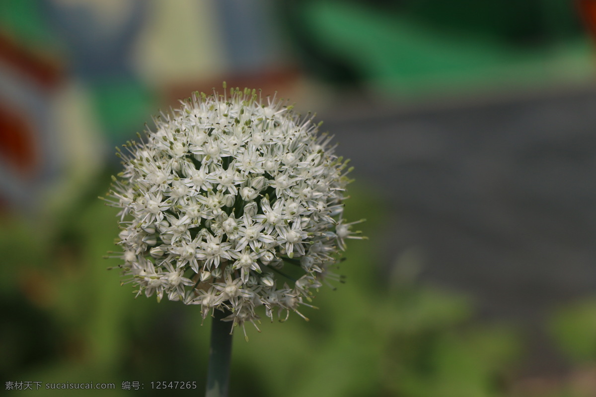 葱花 白花 白色小花 葱 花 生物世界 蔬菜 风景 生活 旅游餐饮