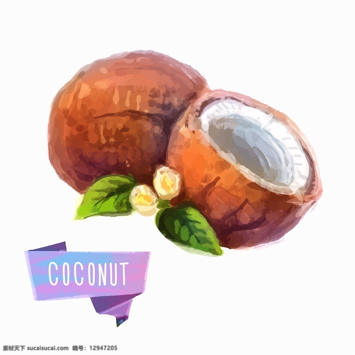 椰子 水果 水彩 矢量 椰子水果 水彩矢量素材 coconut 生物世界