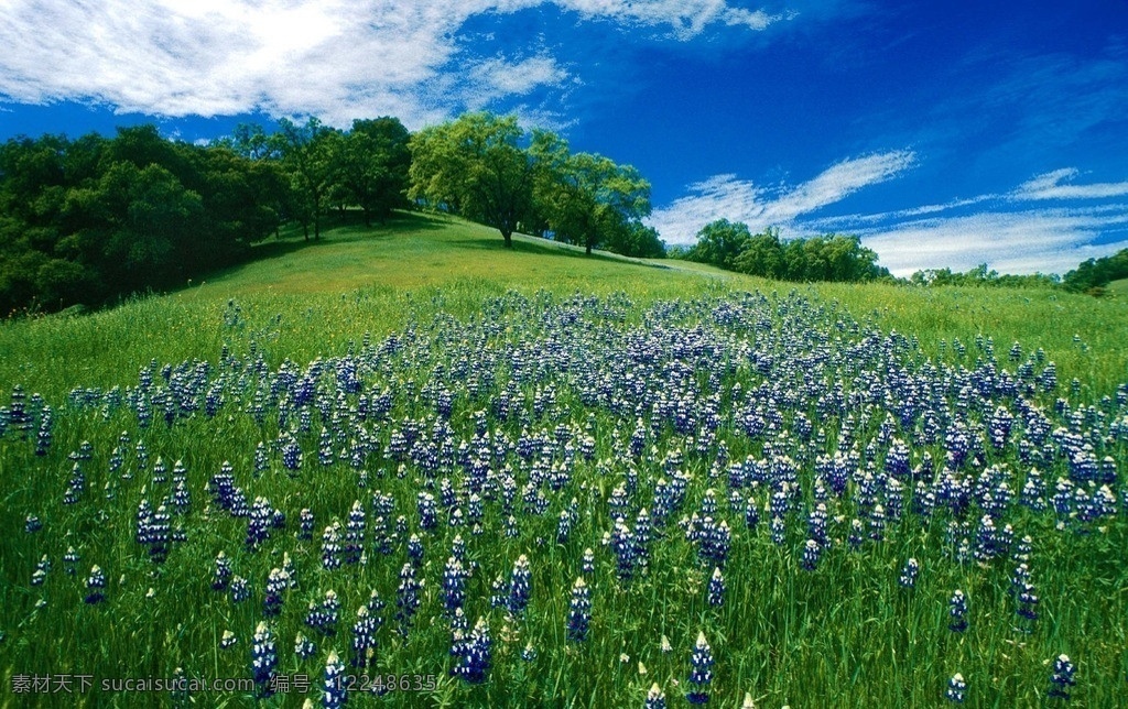 蓝天 白云 草地 树木 花 蓝天白云 草地树木 花海 自然风景 自然景观