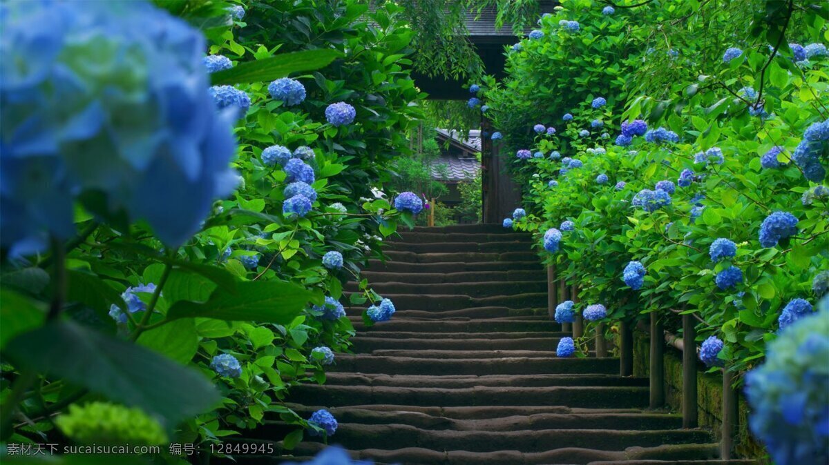 日式 幽静 小道 背景 道路 花 宁静 盛开 唯美 向往 风景 生活 旅游餐饮