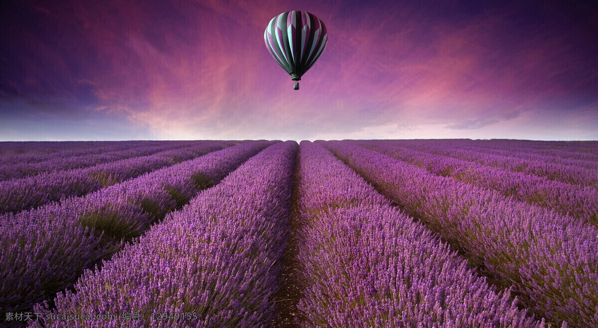 薰衣草 上空 热气球 天空 花田 飞翔的热气球 自然风景 山水风景 风景图片