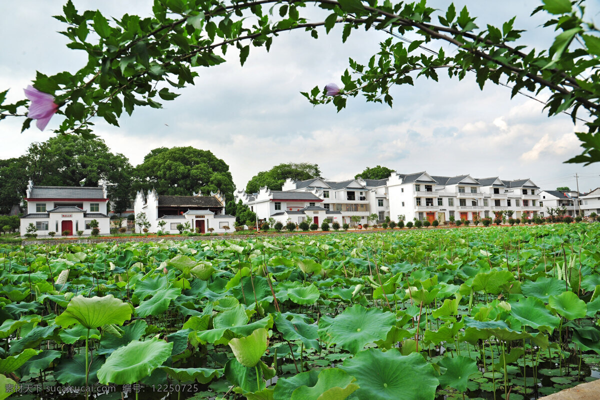 瑞金市 洁 源 新村 瑞金 洁源 新农村 荷塘 风景 农村 景色 赣南 苏区 旅游摄影 国内旅游