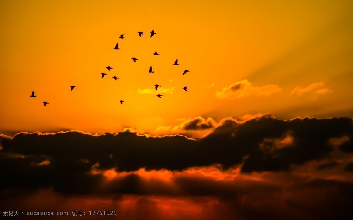 橙色天空 天空 鸟 云 橙色 自然 黄色 太阳 飞