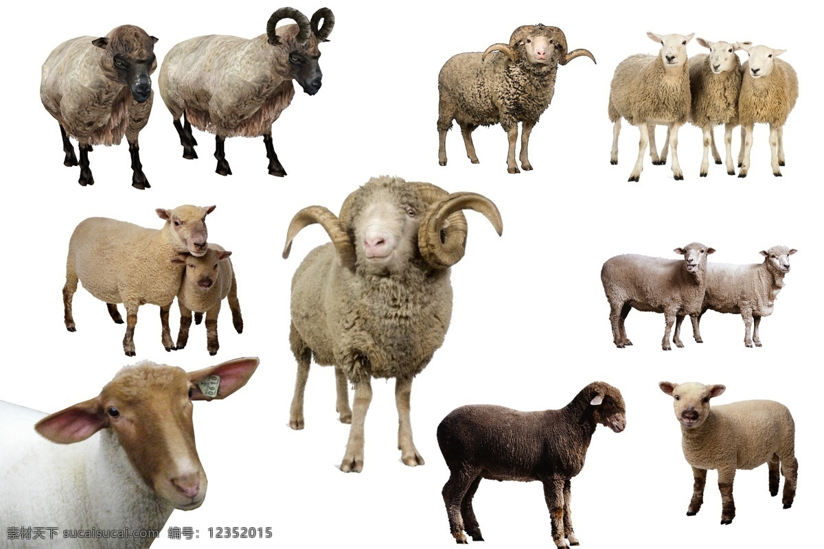 绵羊 透明素材 png抠图 羊 羊子 家畜 畜生 食草动物 山羊 羊羔 小羊 咩咩羊 非 原创 透明 合 辑 分层