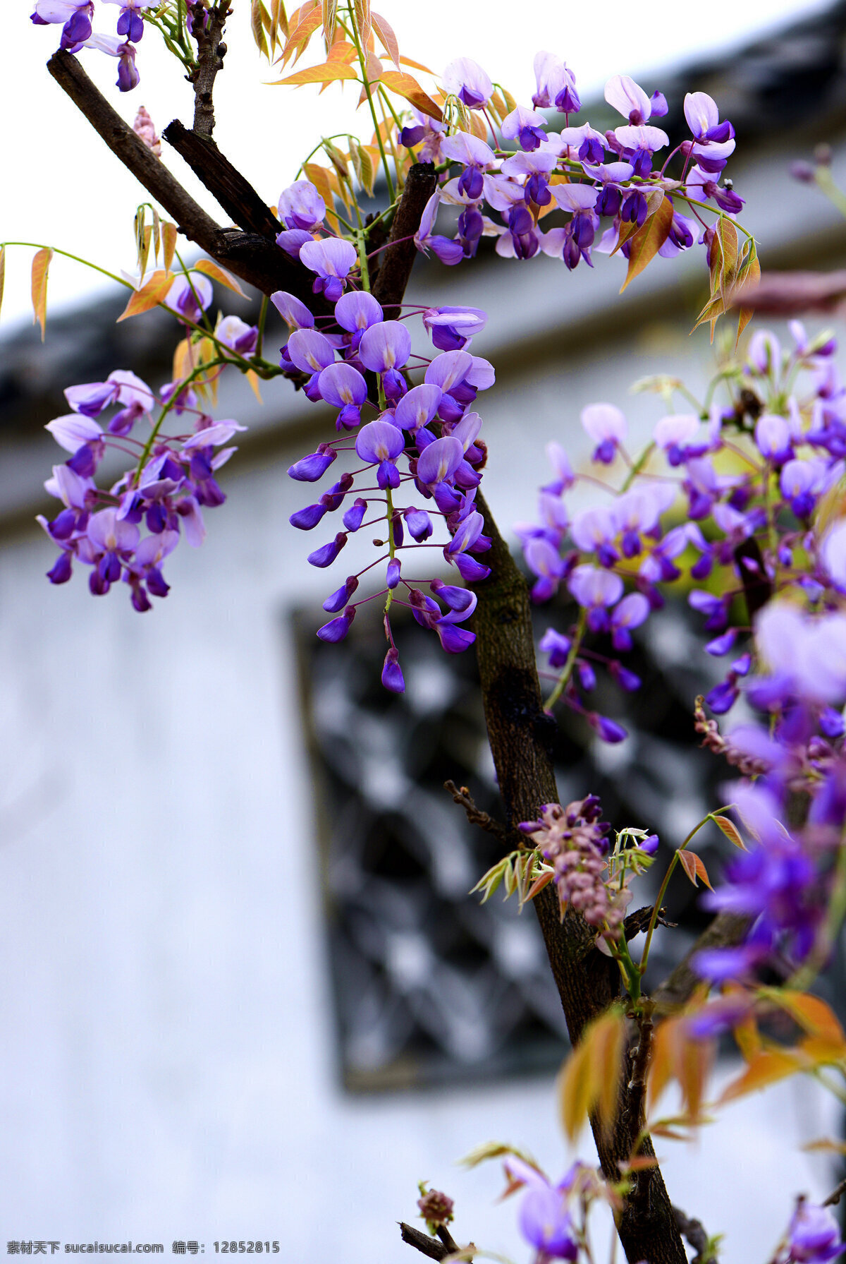 紫藤花 紫藤 花卉 花草 园艺 园林 自然景观 自然风景 紫色花朵 生物世界