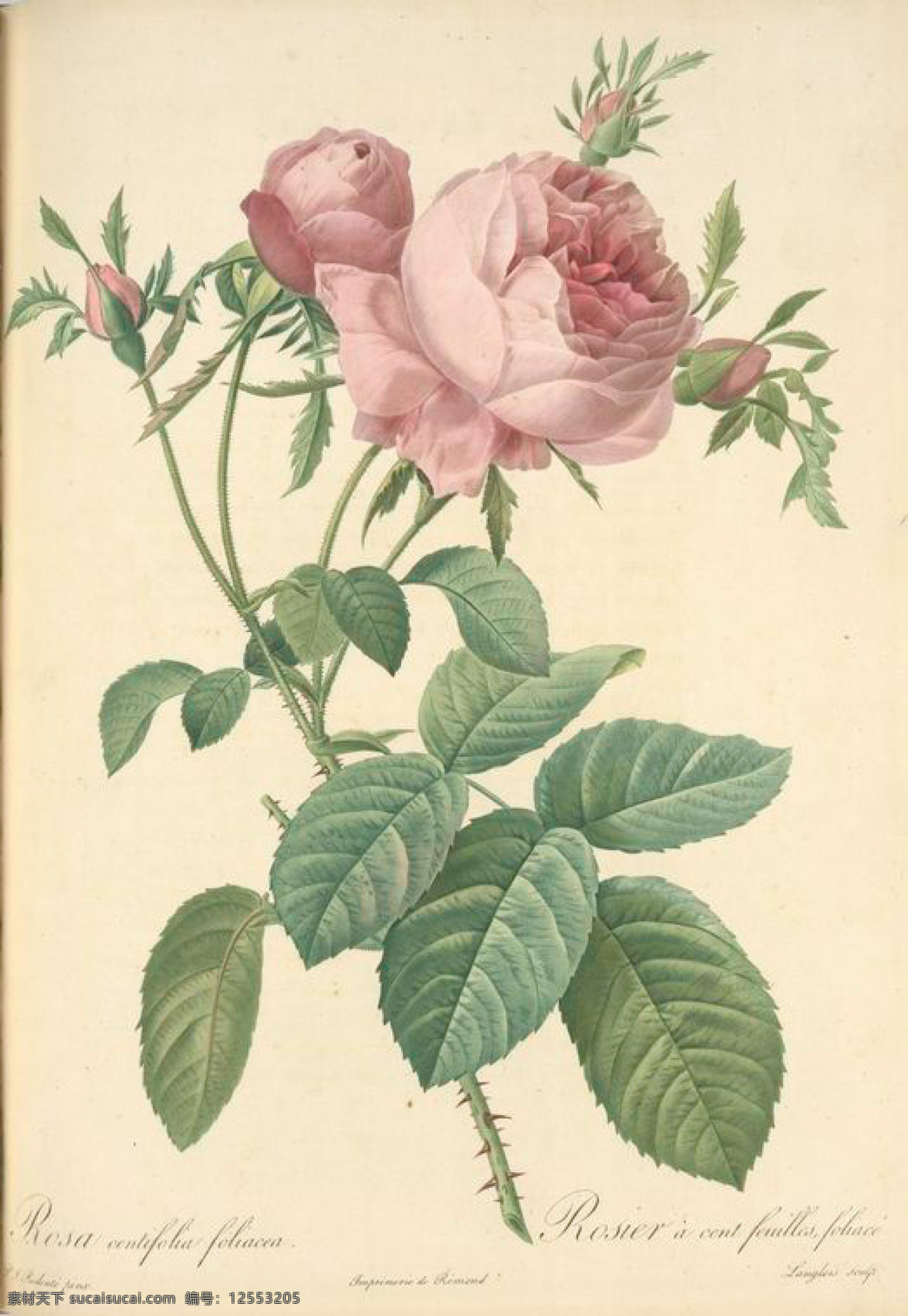 手绘 复古 油画 粉色 花朵 花 花卉 玫瑰 艺术名画 植物图 文化艺术