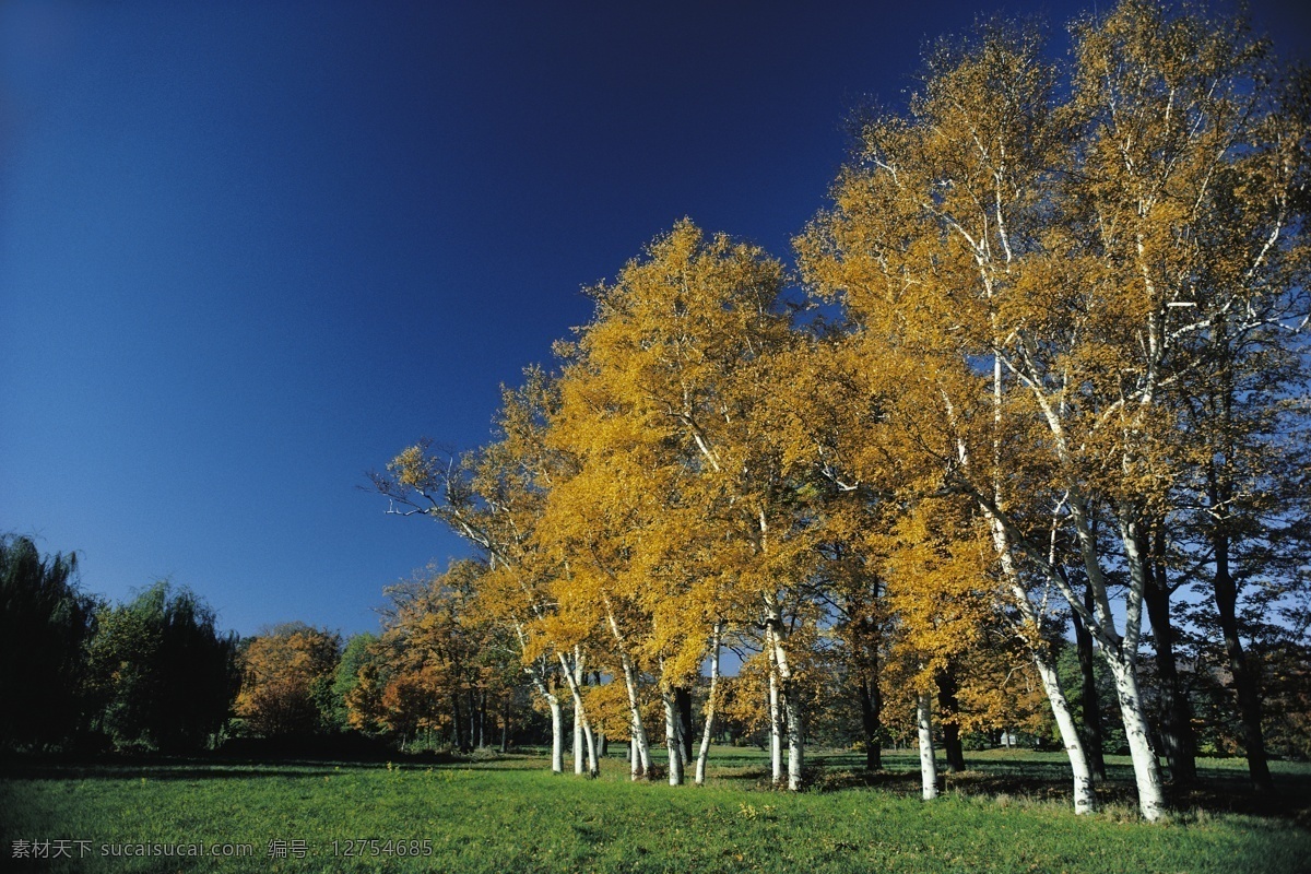 秋天 枫 树林 风景 树木风景 枫树 黄叶 枫叶 美景 美丽风景 摄影图 高清图片 花草树木 生物世界 黑色