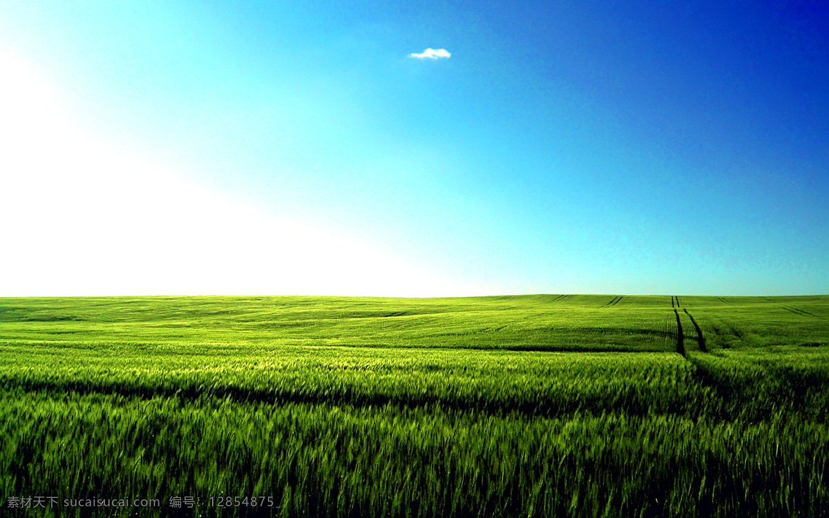 绿色麦田 风光摄影图片 田园风光 麦田景色 麦田 麦地 麦子 小麦 麦穗 蓝天 天空 麦田风光 美丽风光 美丽风景 风光图片 自然景观