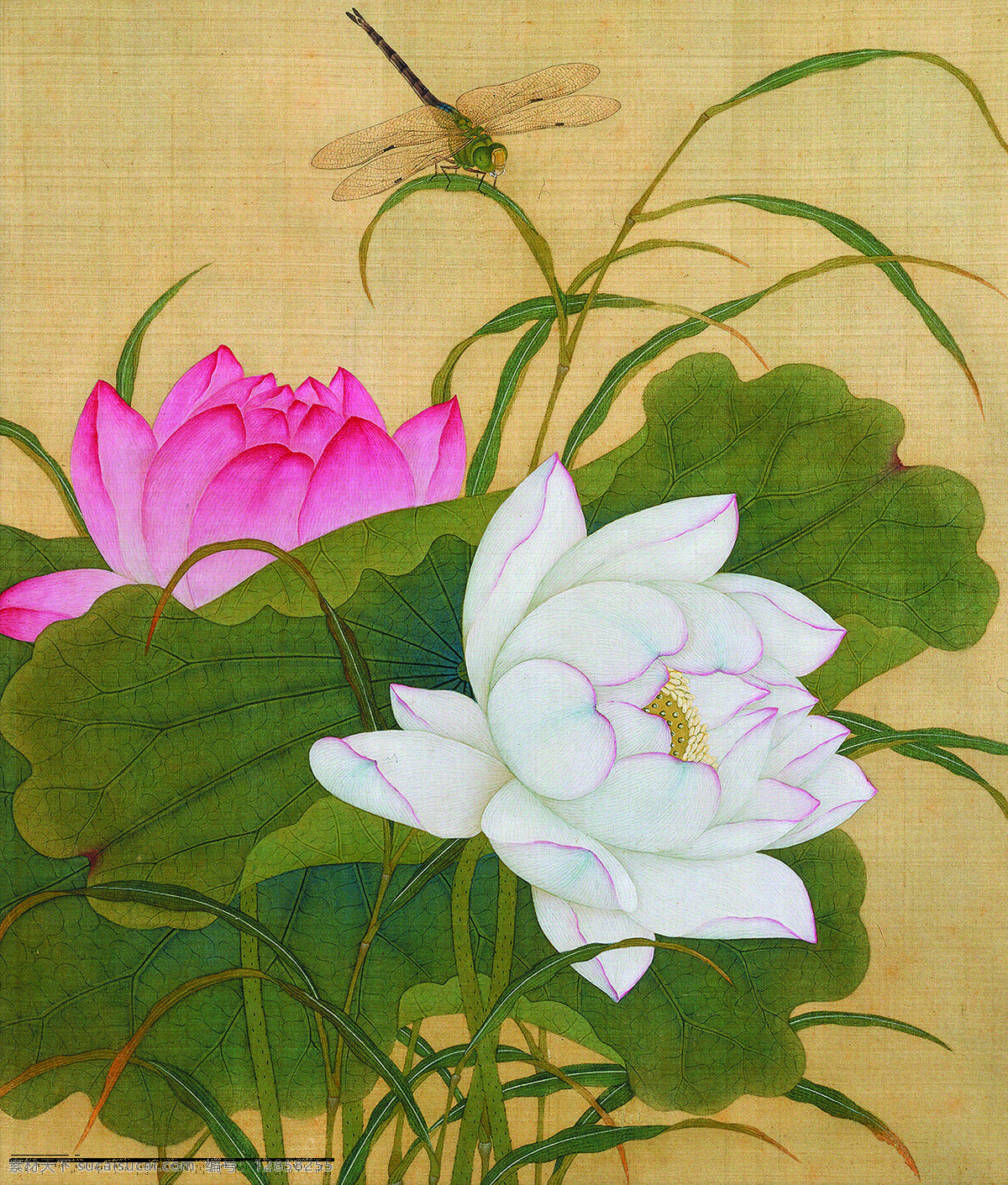 荷花蜻蜓图 美术 中国画 工笔画 荷花 蜻蜓 国画荷花 文化艺术 绘画书法