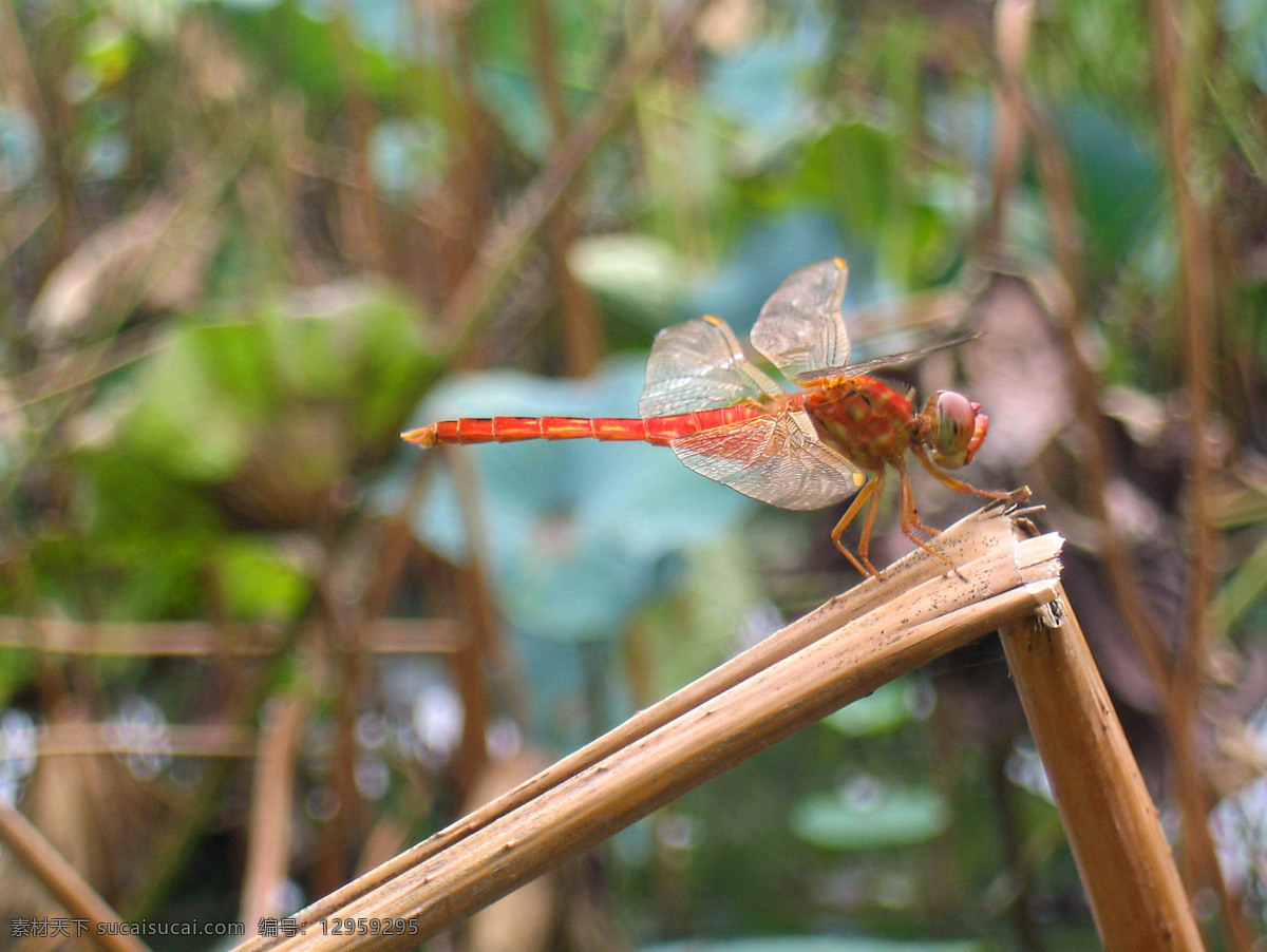 红 蜻蜓 翅膀 荷塘 荷叶 红蜻蜓 枯叶 昆虫 生物世界 psd源文件