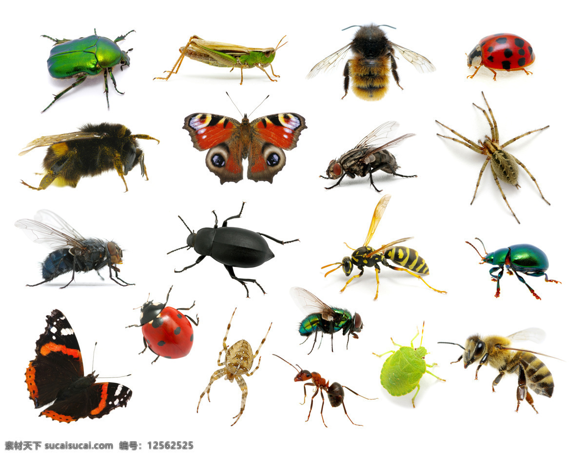 各种昆虫 甲虫 黄蜂 蝴蝶 金龟子 蜘蛛 蚂蚁 蜜蜂 苍蝇 蝗虫 昆虫 虫子 生物世界